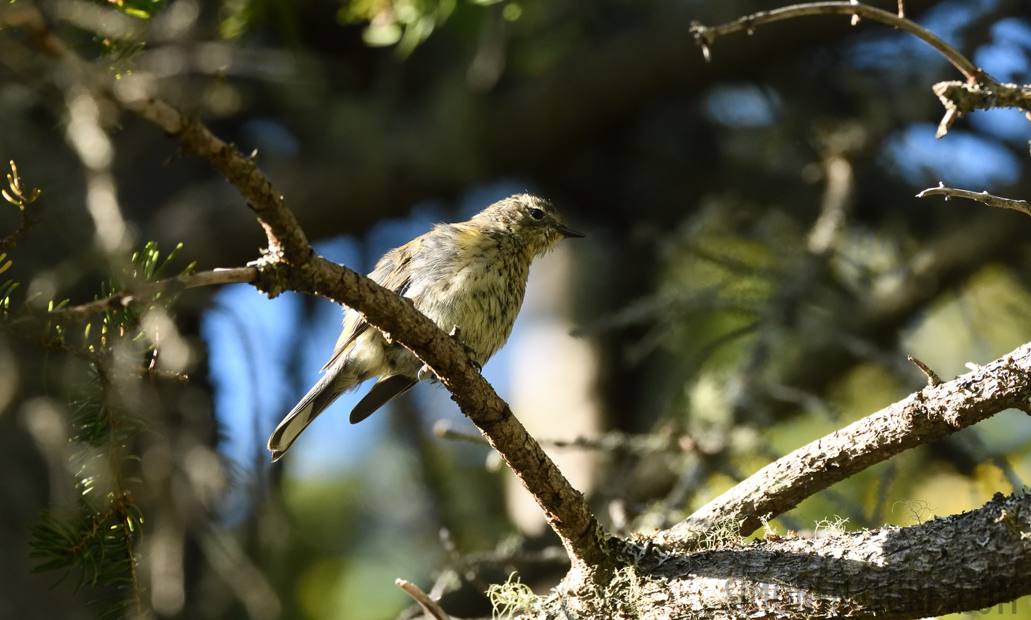 Setophaga coronata coronata [400 mm, 1/800 Sek. bei f / 8.0, ISO 2000]